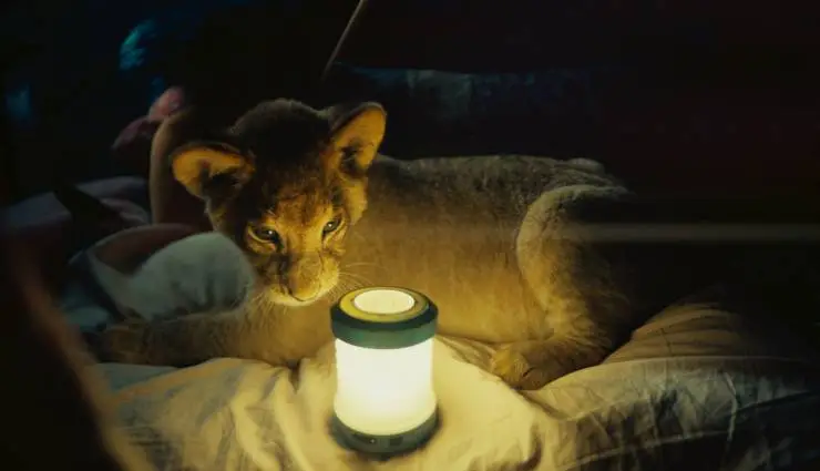 Король-львенок (2022) смотреть онлайн бесплатно Король-львенок (2022) фильм смотреть онлайн бесплатно