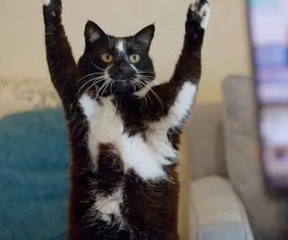 Котики (2022) смотреть онлайн Котики (2022) фильм смотреть онлайн