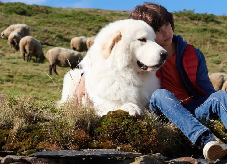 Белль и Себастьян: Новое поколение (2022) в хорошем качестве смотреть онлайн Белль и Себастьян: Новое поколение (2022) фильм в хорошем качестве смотреть онлайн