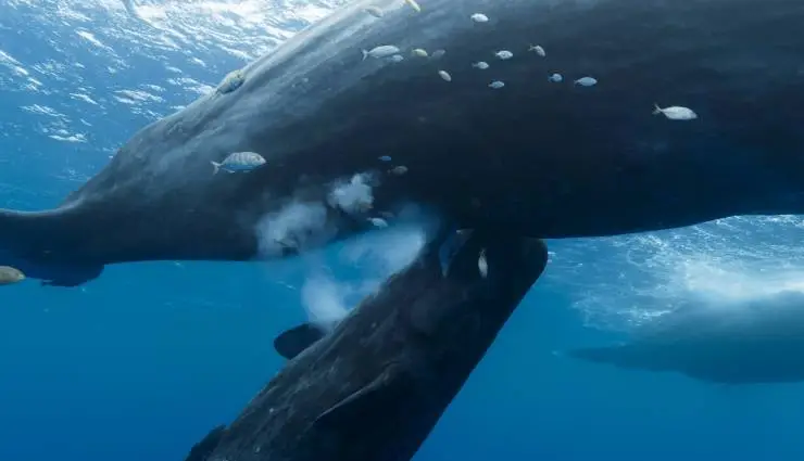 Киты: Стражи планеты (2023) смотреть онлайн Киты: Стражи планеты (2023) фильм смотреть онлайн