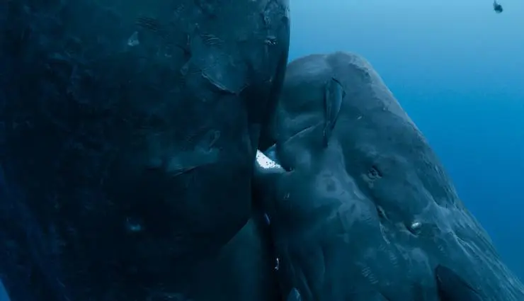 Киты: Стражи планеты (2023) смотреть онлайн бесплатно Киты: Стражи планеты (2023) фильм смотреть онлайн бесплатно