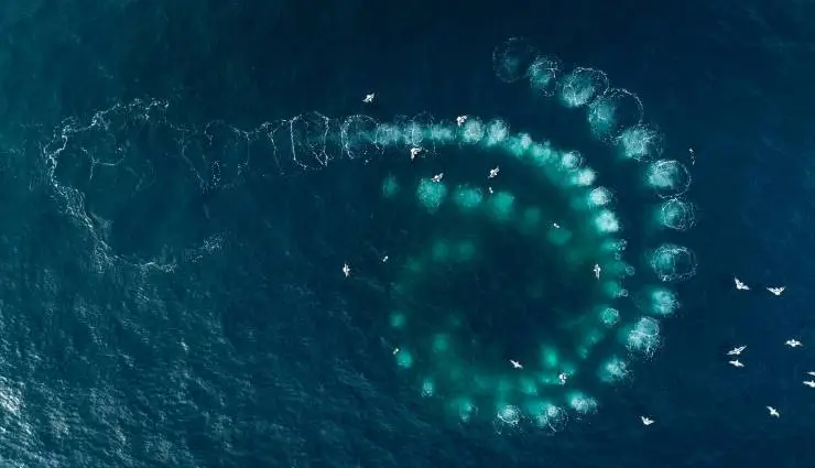 Киты: Стражи планеты (2023) в хорошем качестве смотреть онлайн Киты: Стражи планеты (2023) фильм в хорошем качестве смотреть онлайн