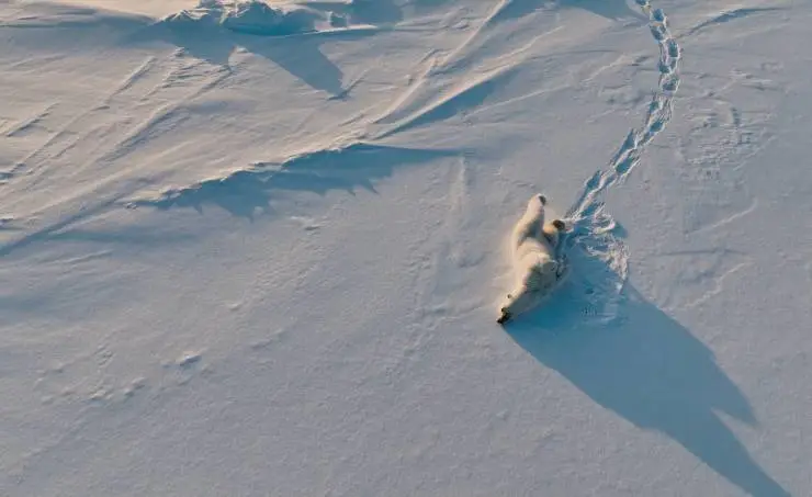 Челюскин. Задание императора (2023) в хорошем качестве смотреть онлайн Челюскин. Задание императора (2023) сериал в хорошем качестве смотреть онлайн