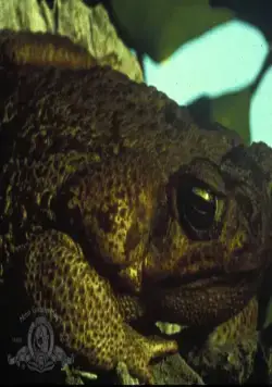 Лягушки (1972) в хорошем качестве смотреть онлайн Лягушки (1972) фильм в хорошем качестве смотреть онлайн