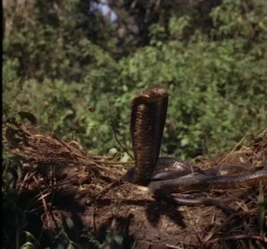 Копи царя Соломона (1950) смотреть онлайн Копи царя Соломона (1950) фильм смотреть онлайн