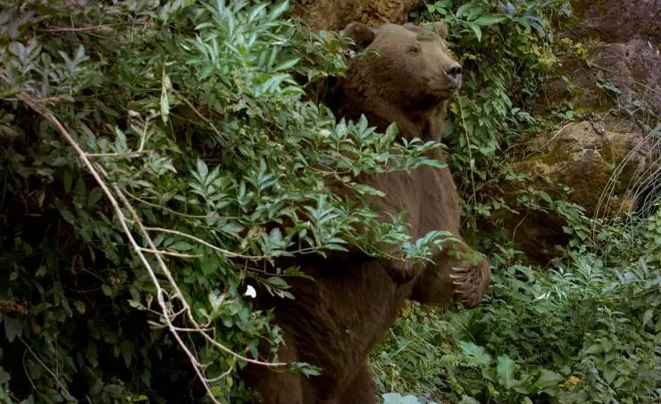 Линцесса. Тайны леса (2023) смотреть онлайн бесплатно Линцесса. Тайны леса (2023) фильм смотреть онлайн бесплатно