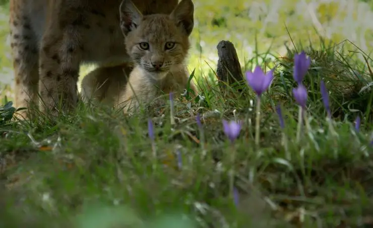 Линцесса. Тайны леса (2023) смотреть онлайн Линцесса. Тайны леса (2023) фильм смотреть онлайн