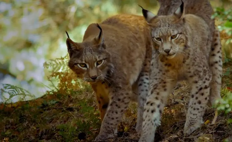Линцесса. Тайны леса (2023) в хорошем качестве смотреть онлайн Линцесса. Тайны леса (2023) фильм в хорошем качестве смотреть онлайн
