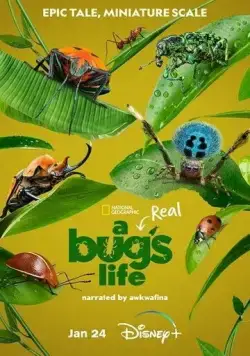 Настоящая жизнь жука / A Real Bug's Life (2024) cериал смотреть онлайн Настоящая жизнь жука / A Real Bug's Life (2024) cериал смотреть онлайн в хорошем качестве