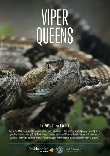 Королевы гадюк / Viper Queens (2016) фильм смотреть онлайн в хорошем качестве