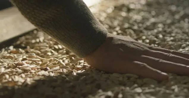 Подсолнух (2023) в хорошем качестве смотреть онлайн Подсолнух (2023) фильм в хорошем качестве смотреть онлайн