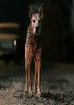 Кладбище домашних животных: Кровные узы (2023) смотреть онлайн Кладбище домашних животных: Кровные узы (2023) фильм смотреть онлайн