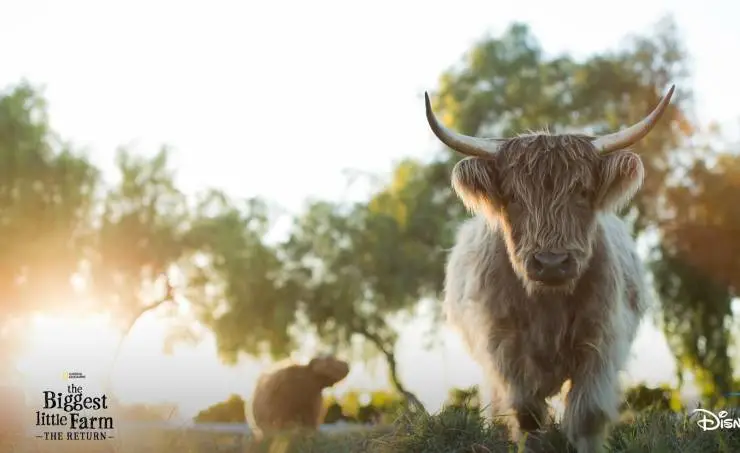 The Biggest Little Farm: The Return (2022) смотреть онлайн бесплатно The Biggest Little Farm: The Return (2022) фильм смотреть онлайн бесплатно