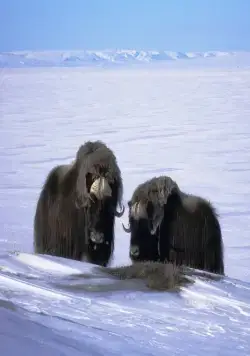 Возвращение овцебыка (2008) смотреть онлайн Возвращение овцебыка (2008) фильм смотреть онлайн