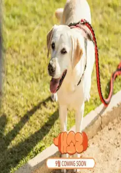 Пёсель знает всё (2024) в хорошем качестве смотреть онлайн Пёсель знает всё (2024) сериал в хорошем качестве смотреть онлайн