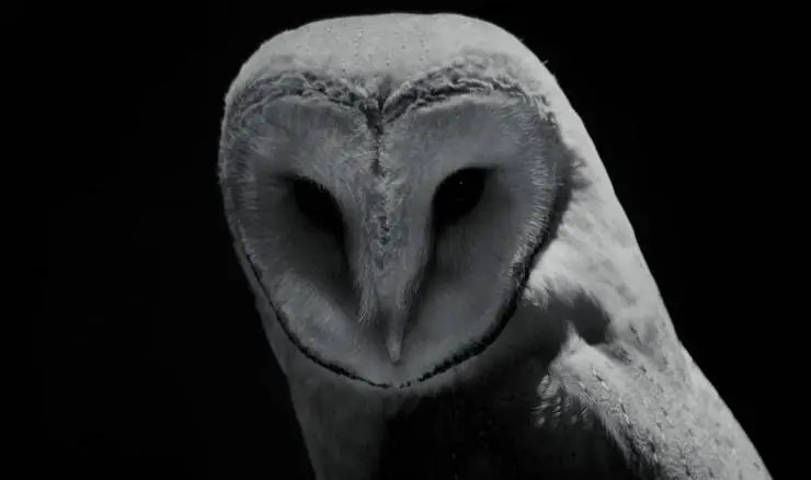 Видеофобия (2019) смотреть онлайн бесплатно Видеофобия (2019) фильм смотреть онлайн бесплатно