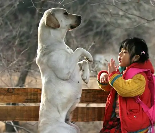 Искренние лапы (2006) смотреть онлайн бесплатно Искренние лапы (2006) фильм смотреть онлайн бесплатно