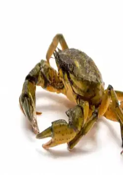 Живое оружие (2016) в хорошем качестве смотреть онлайн Живое оружие (2016) сериал в хорошем качестве смотреть онлайн