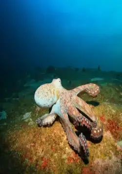 Живое оружие (2016) смотреть онлайн бесплатно Живое оружие (2016) сериал смотреть онлайн бесплатно