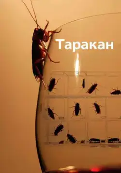 Таракан / Cockroach (2010) cериал смотреть онлайн Таракан / Cockroach (2010) cериал смотреть онлайн в хорошем качестве