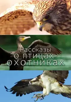 Рассказы о птицах-охотниках / Tales of the Avian Hunters (2011) cериал смотреть онлайн Рассказы о птицах-охотниках / Tales of the Avian Hunters (2011) cериал смотреть онлайн в хорошем качестве