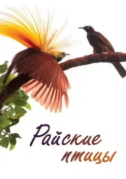 Райские птицы / Birds of Paradise (2014) cериал смотреть онлайн Райские птицы / Birds of Paradise (2014) cериал смотреть онлайн в хорошем качестве