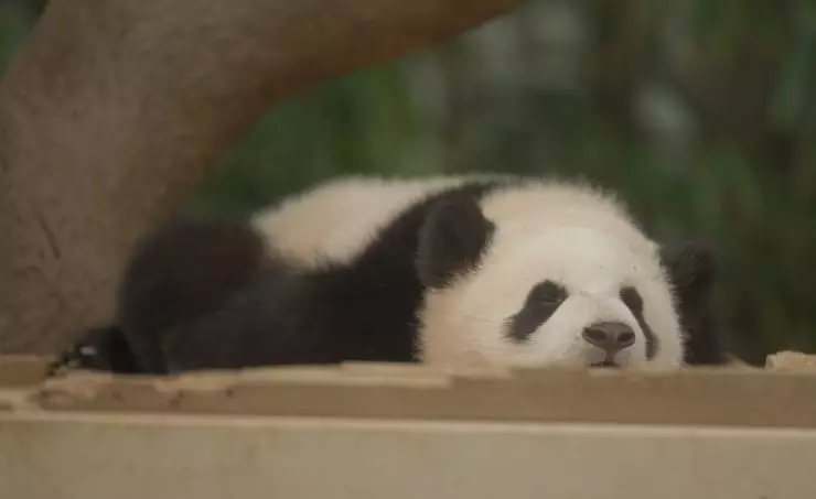 Мой друг панда (2024) смотреть онлайн Мой друг панда (2024) фильм смотреть онлайн