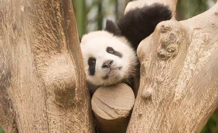 Мой друг панда (2024) смотреть онлайн бесплатно Мой друг панда (2024) фильм смотреть онлайн бесплатно