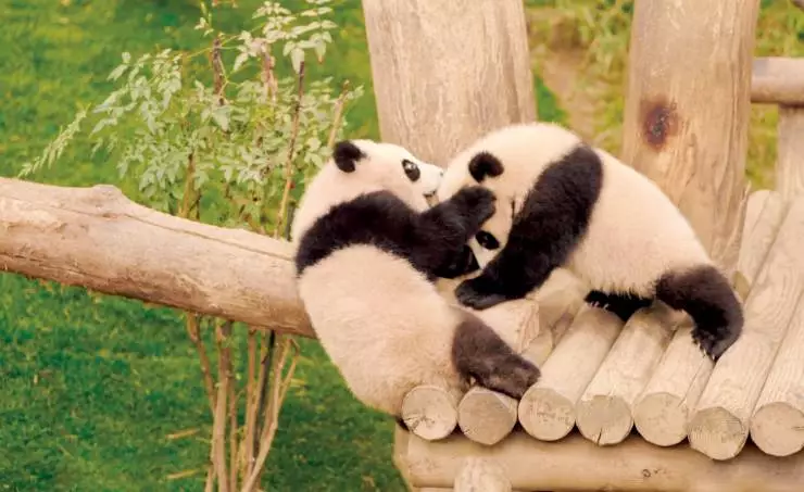 Мой друг панда (2024) в хорошем качестве смотреть онлайн Мой друг панда (2024) фильм в хорошем качестве смотреть онлайн