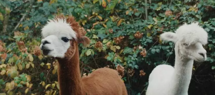 Джейн Остин испортила мне жизнь (2024) смотреть онлайн бесплатно Джейн Остин испортила мне жизнь (2024) фильм смотреть онлайн бесплатно