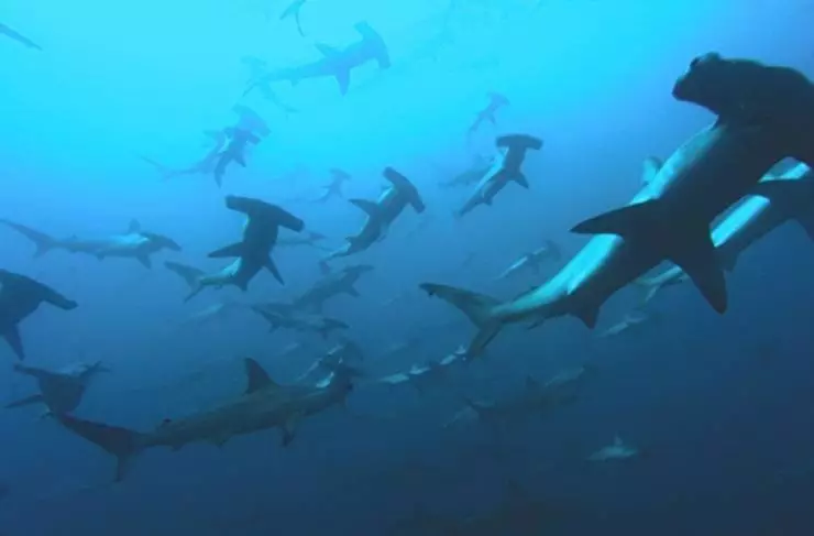 Глубина (2003) в хорошем качестве смотреть онлайн Глубина (2003) фильм в хорошем качестве смотреть онлайн