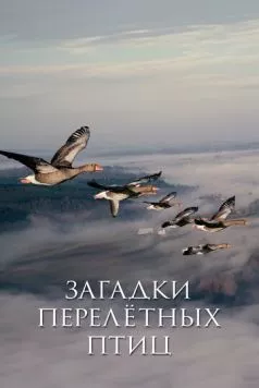 Загадки перелётных птиц / Les routes secrètes des oiseaux migrateurs (2014) фильм смотреть онлайн в хорошем качестве