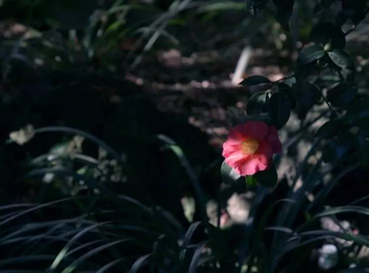 Сад камелий (2020) смотреть онлайн Сад камелий (2020) фильм смотреть онлайн