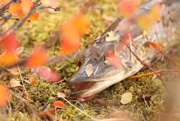 Дыхание тундры (2012) в хорошем качестве смотреть онлайн Дыхание тундры (2012) фильм в хорошем качестве смотреть онлайн