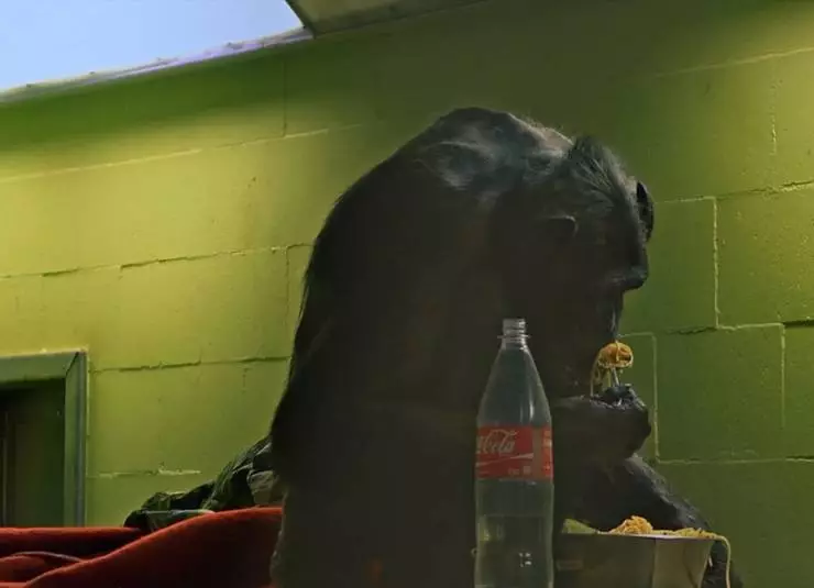 Комплекс шимпанзе (2014) смотреть онлайн бесплатно Комплекс шимпанзе (2014) фильм смотреть онлайн бесплатно