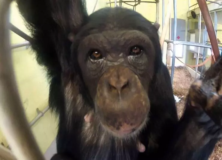 Комплекс шимпанзе (2014) смотреть онлайн Комплекс шимпанзе (2014) фильм смотреть онлайн