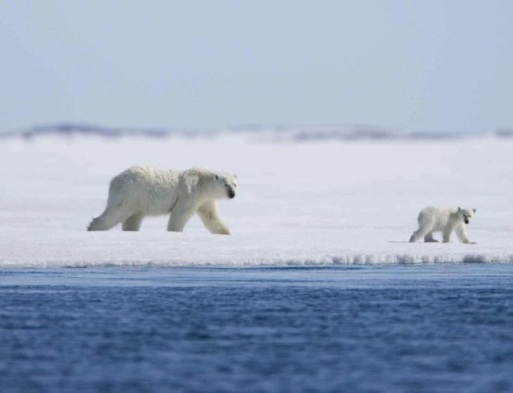 Мишка на Севере (2006) смотреть онлайн бесплатно Мишка на Севере (2006) фильм смотреть онлайн бесплатно