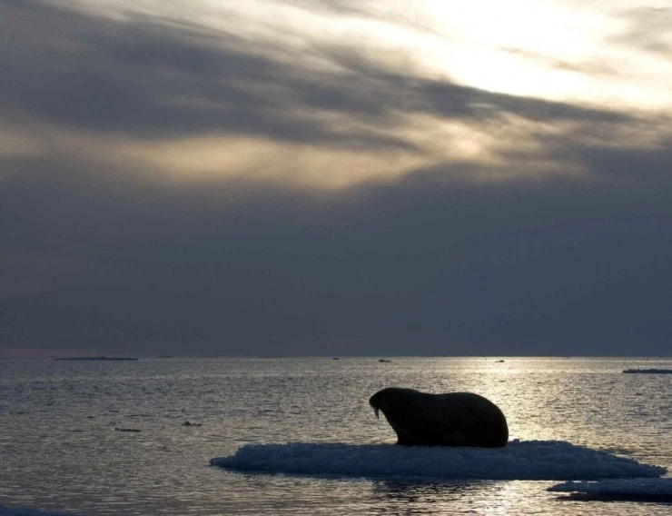 Мишка на Севере (2006) смотреть онлайн Мишка на Севере (2006) фильм смотреть онлайн