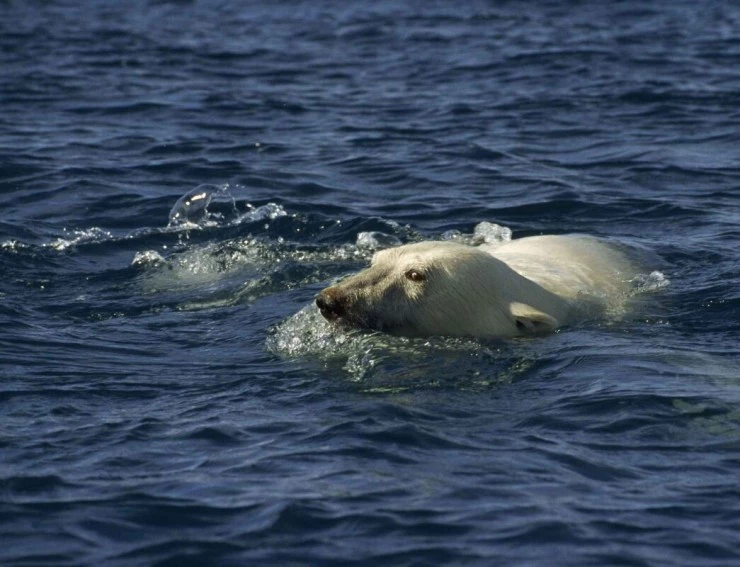Мишка на Севере (2006) в хорошем качестве смотреть онлайн Мишка на Севере (2006) фильм в хорошем качестве смотреть онлайн