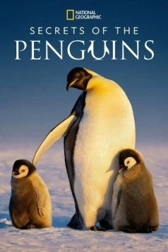 Secrets of the Penguins (2025) cериал смотреть онлайн в хорошем качестве