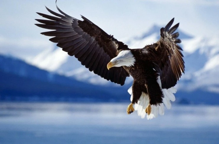 Мир дикой природы (2014) в хорошем качестве смотреть онлайн Мир дикой природы (2014) сериал в хорошем качестве смотреть онлайн