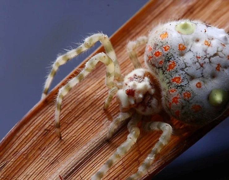 Мир дикой природы (2014) смотреть онлайн Мир дикой природы (2014) сериал смотреть онлайн