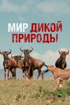 Мир дикой природы / Wild Ones (2014) cериал смотреть онлайн Мир дикой природы / Wild Ones (2014) cериал смотреть онлайн в хорошем качестве