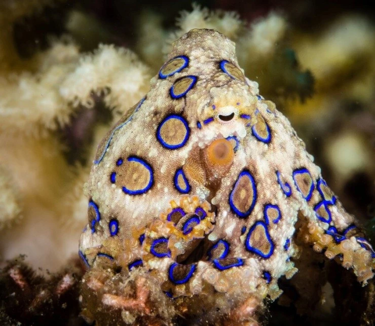 Мир дикой природы (2014) смотреть онлайн бесплатно Мир дикой природы (2014) сериал смотреть онлайн бесплатно