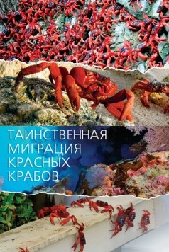 Таинственная миграция красных крабов / Mystery Migration: Red Crabs of Christmas Island (2020) cериал смотреть онлайн Таинственная миграция красных крабов / Mystery Migration: Red Crabs of Christmas Island (2020) cериал смотреть онлайн в хорошем качестве