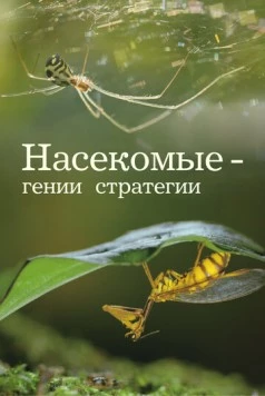 Насекомые - гении стратегии / Insects, Geniuses of Strategy (2021) cериал смотреть онлайн Насекомые - гении стратегии / Insects, Geniuses of Strategy (2021) cериал смотреть онлайн в хорошем качестве