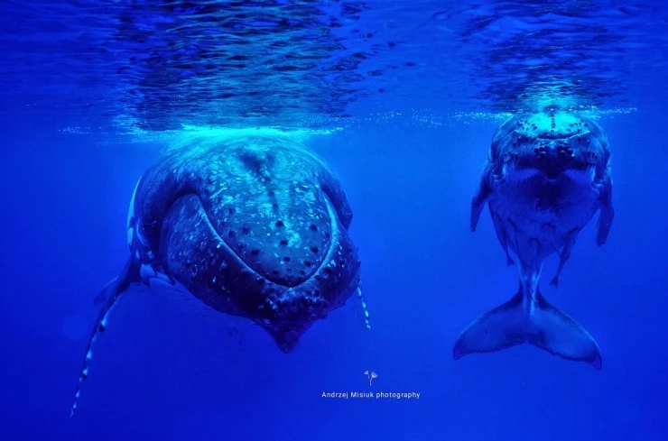 Земля без суши (2023) смотреть онлайн бесплатно Земля без суши (2023) сериал смотреть онлайн бесплатно