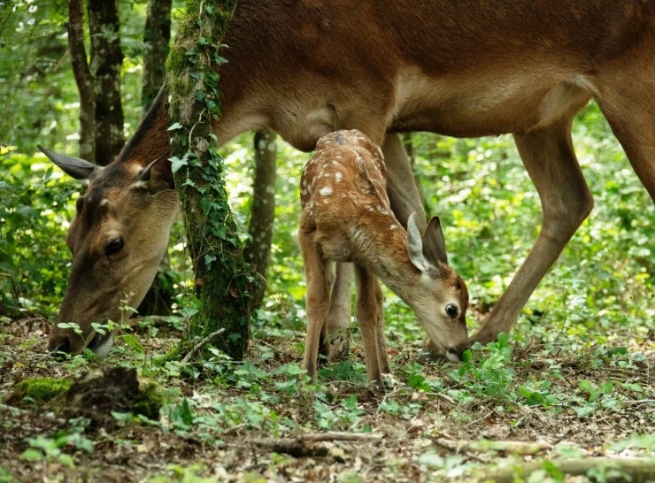 Бемби. История жизни в лесу (2024) в хорошем качестве смотреть онлайн Бемби. История жизни в лесу (2024) фильм в хорошем качестве смотреть онлайн