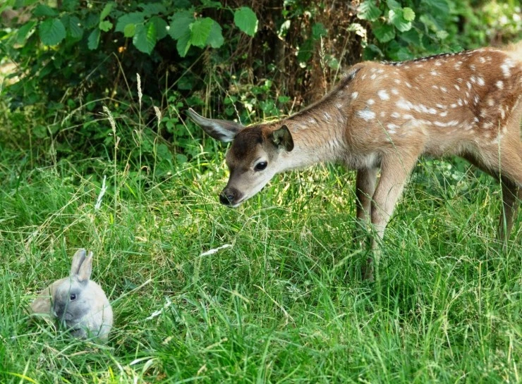 Бемби. История жизни в лесу (2024) смотреть онлайн бесплатно Бемби. История жизни в лесу (2024) фильм смотреть онлайн бесплатно