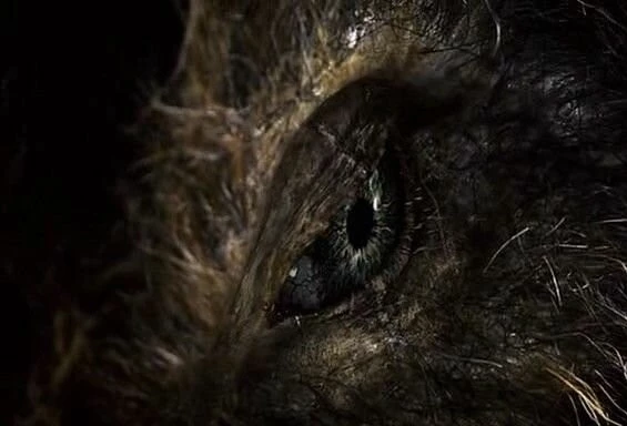 Кабан-убийца (2009) в хорошем качестве смотреть онлайн Кабан-убийца (2009) фильм в хорошем качестве смотреть онлайн